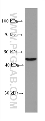 [67592-1-IG-20UL] TERF1 Monoclonal antibody