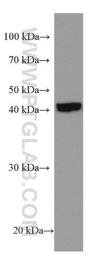 [67593-1-IG-150UL] SLC25A37 Monoclonal antibody