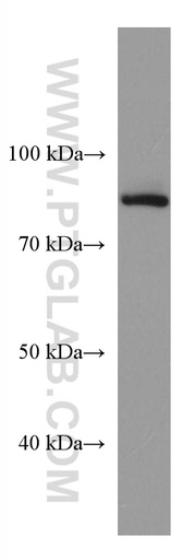 [67595-1-IG-20UL] GOLSYN Monoclonal antibody