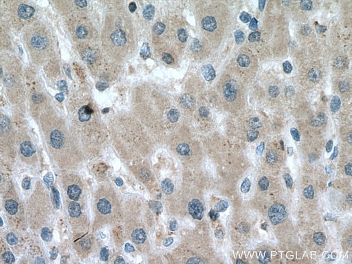 [67599-1-IG-20UL] Prx5 Monoclonal antibody