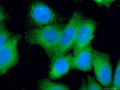 [67601-1-IG-150UL] EIF1 Monoclonal antibody