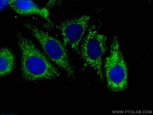 [67602-1-IG-150UL] SERPIND1 Monoclonal antibody