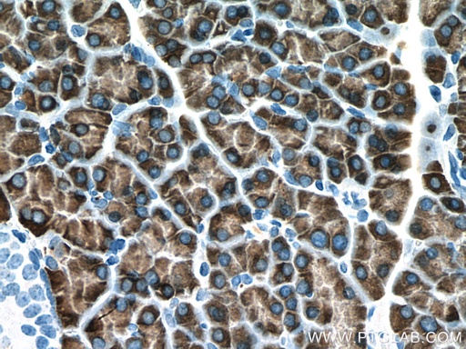 [67603-1-IG-150UL] PNLIPRP1 Monoclonal antibody
