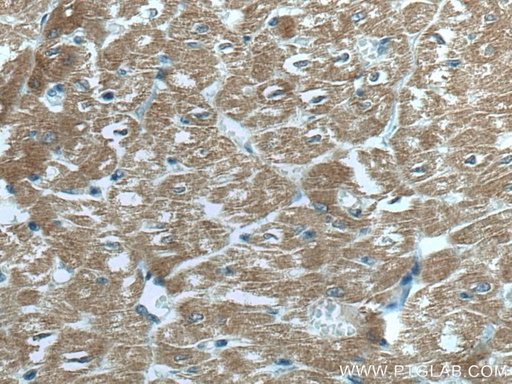 [67608-1-IG-20UL] MYBPC3 Monoclonal antibody