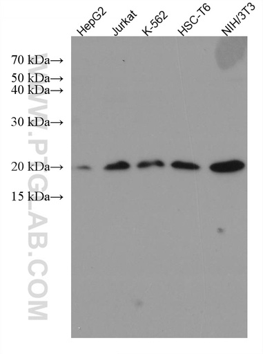 [67609-1-IG-20UL] RPS10 Monoclonal antibody