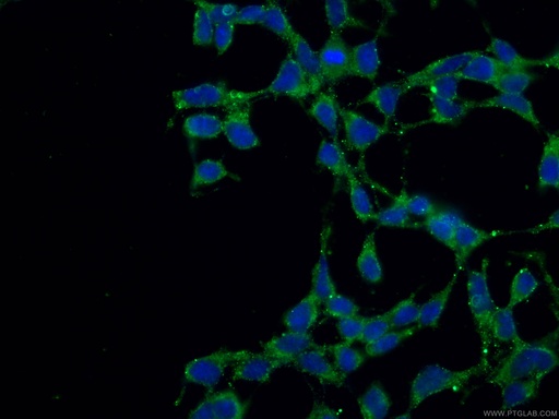 [67610-1-IG-150UL] VPS53 Monoclonal antibody