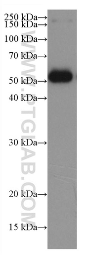 [67615-1-IG-20UL] Bovine IgG Monoclonal antibody