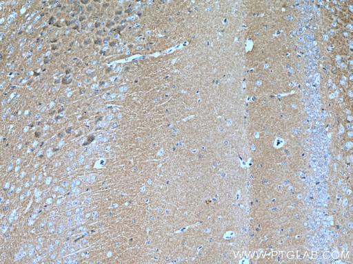 [67616-1-IG-150UL] NCS1 Monoclonal antibody