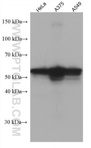 [67617-1-IG-20UL] CREB3L1,OASIS Monoclonal antibody