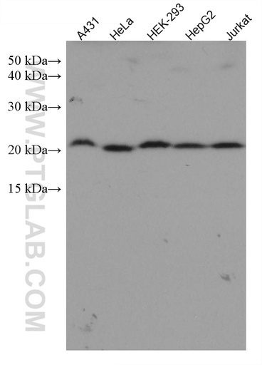 [67621-1-IG-20UL] TAF12 Monoclonal antibody