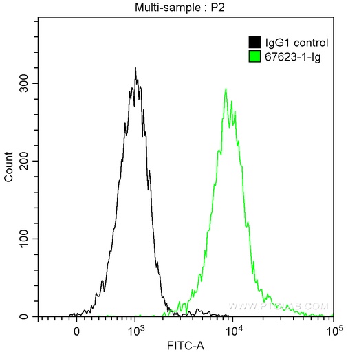 [67623-1-IG-150UL] DIS3L2 Monoclonal antibody