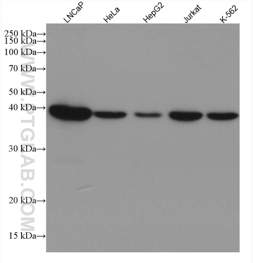 [67625-1-IG-20UL] SORD Monoclonal antibody