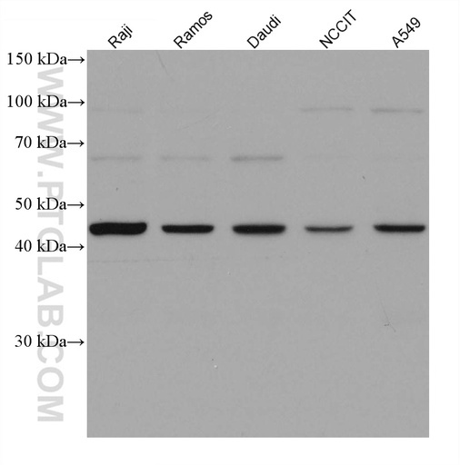 [67626-1-IG-20UL] VSX2 Monoclonal antibody