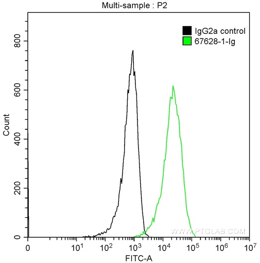 [67628-1-IG-20UL] ICAM2 Monoclonal antibody