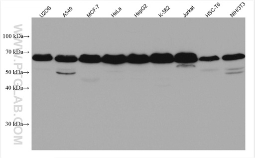[67636-1-IG-150UL] EXOSC9 Monoclonal antibody
