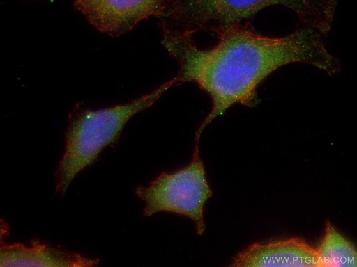 [67637-1-IG-150UL] CCDC6 Monoclonal antibody