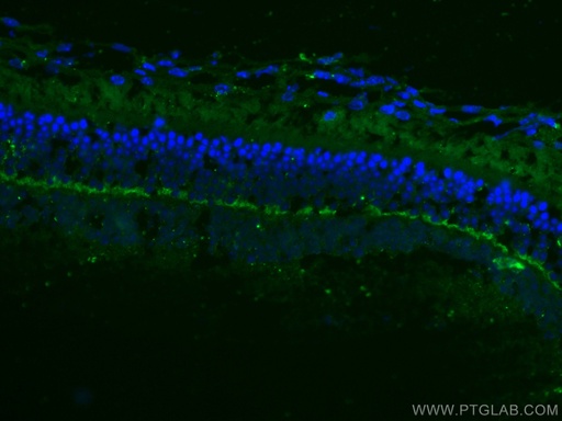 [67638-1-IG-150UL] ANO2 Monoclonal antibody