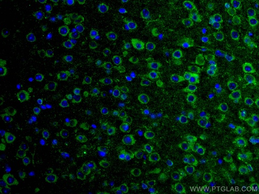 [67642-1-IG-20UL] GRIA1 Monoclonal antibody