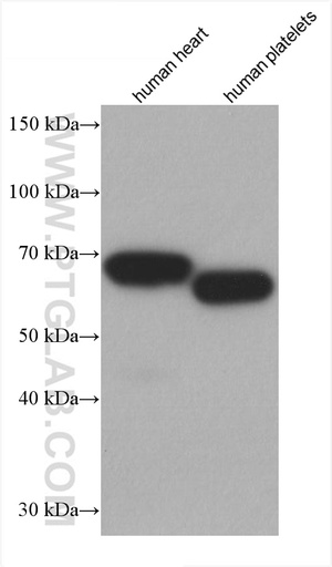 [67651-1-IG-150UL] PDLIM5 Monoclonal antibody