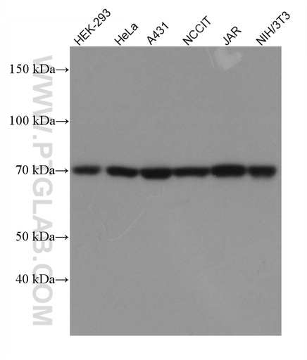 [67652-1-IG-150UL] TCF7L1/TCF7L2 Monoclonal antibody