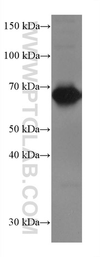 [67653-1-IG-150UL] CD226 Monoclonal antibody