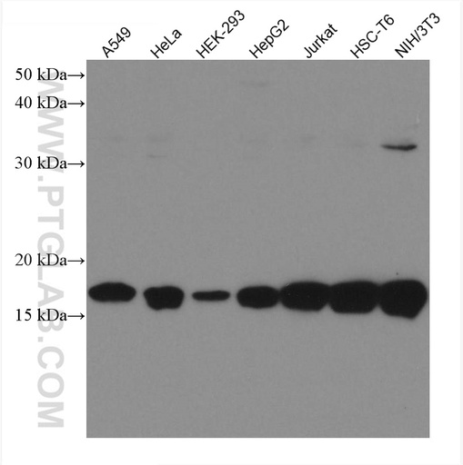 [67660-1-IG-150UL] UBE2I-Specific Monoclonal antibody