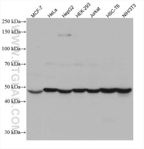 [67662-1-IG-20UL] HARS Monoclonal antibody
