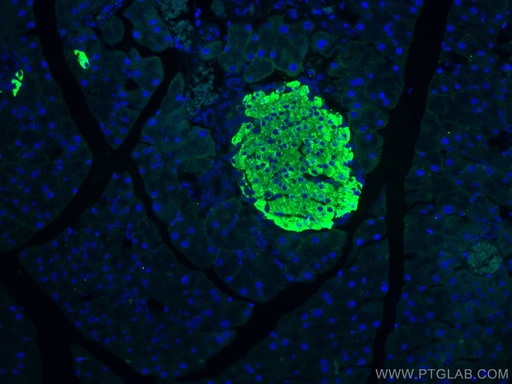 [67668-1-IG-20UL] Ins1 Monoclonal antibody