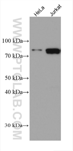 [67669-1-IG-20UL] PRMT7 Monoclonal antibody