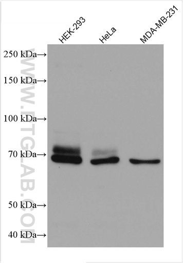 [67672-1-IG-20UL] DVL1 Monoclonal antibody