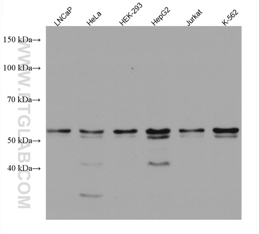 [67673-1-IG-20UL] RNMT Monoclonal antibody