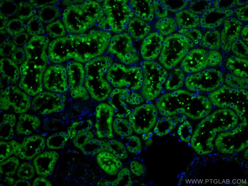 [67675-1-IG-150UL] ERP29 Monoclonal antibody