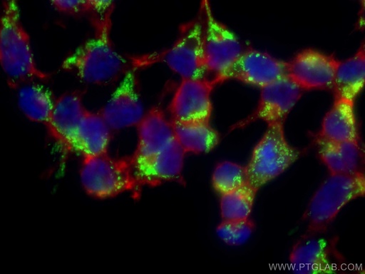 [67679-1-IG-150UL] LRPPRC Monoclonal antibody