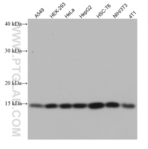 [67680-1-IG-150UL] NXT1 Monoclonal antibody