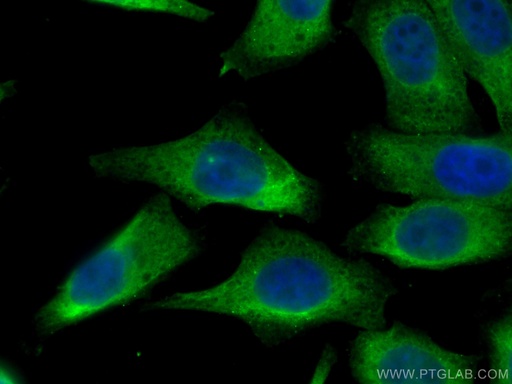[67683-1-IG-20UL] RPS12 Monoclonal antibody