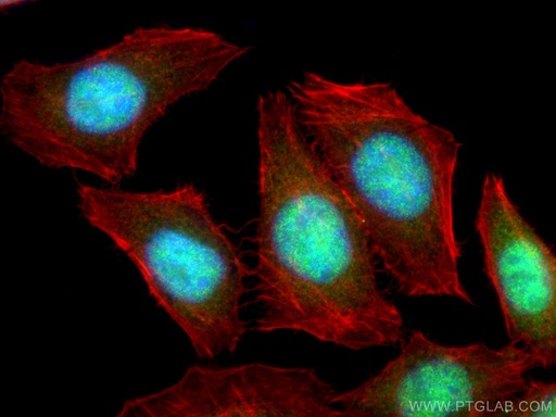 [67685-1-IG-150UL] NF45 Monoclonal antibody