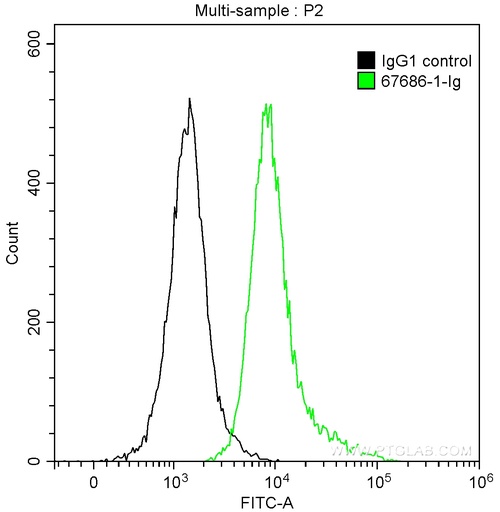 [67686-1-IG-150UL] cyclin B1 Monoclonal antibody