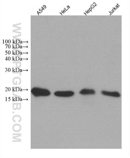 [67690-1-IG-150UL] NDUFB8 Monoclonal antibody