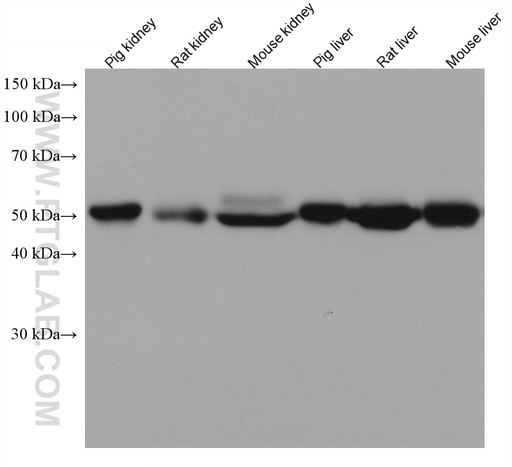 [67692-1-IG-20UL] ASL Monoclonal antibody