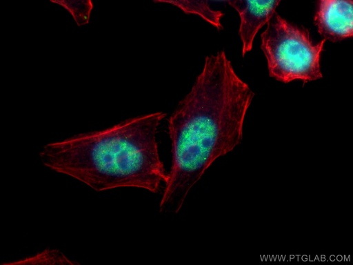 [67701-1-IG-20UL] HNRNPF Monoclonal antibody