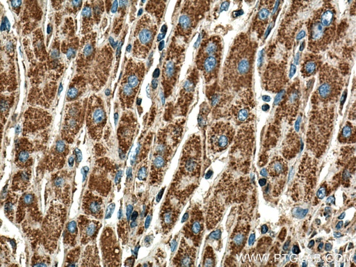 [67702-1-IG-20UL] DLD Monoclonal antibody