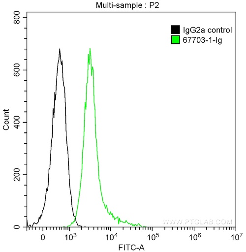 [67703-1-IG-20UL] ITK Monoclonal antibody