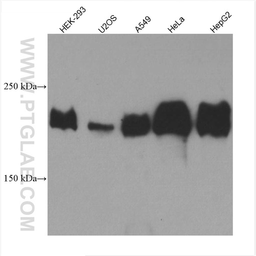 [67705-1-IG-20UL] Laminin beta 1 Monoclonal antibody