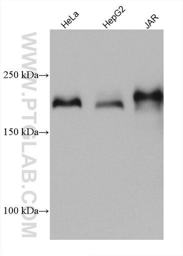 [67706-1-IG-20UL] LAMC1 Monoclonal antibody