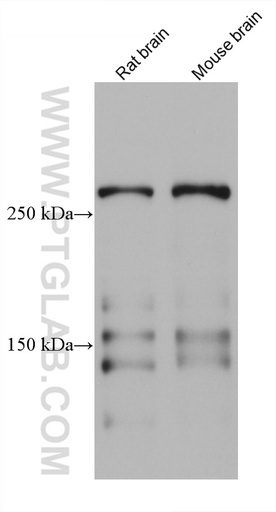 [67710-1-IG-150UL] TNC/Tenascin-C Monoclonal antibody