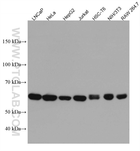[67711-1-IG-20UL] NARS Monoclonal antibody