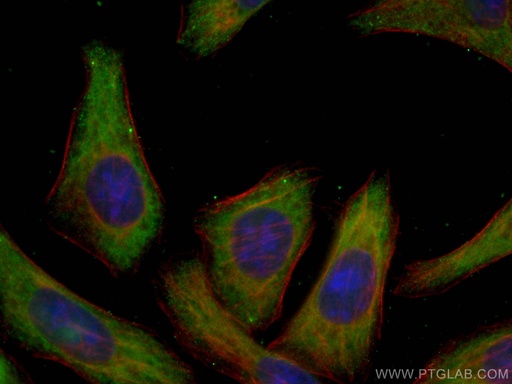 [67713-1-IG-20UL] EIF3A Monoclonal antibody