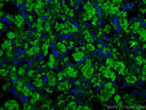 [67714-1-IG-150UL] RHAG Monoclonal antibody