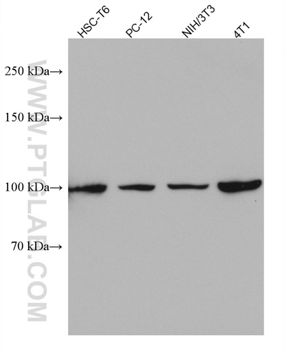 [67715-1-IG-20UL] ALIX; AIP1 Monoclonal antibody