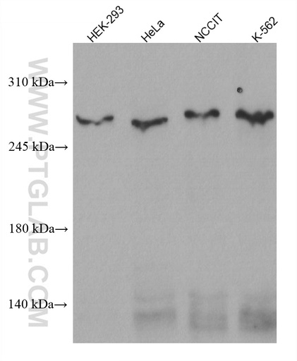 [67716-1-IG-150UL] CEP290 Monoclonal antibody
